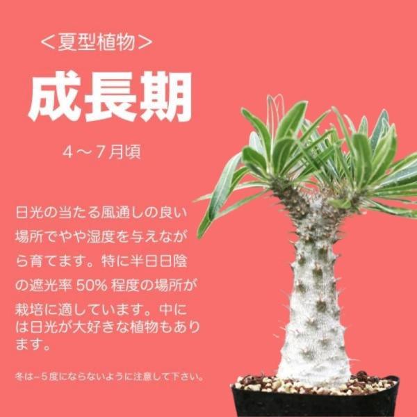 コーデックス塊根植物パキポディウムロスラツムPachypodium rosulatum