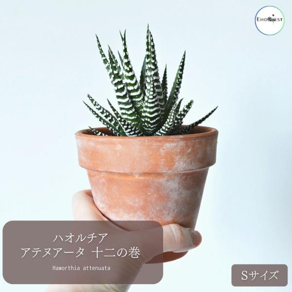多肉植物 ハオルチア アテヌアータ 十二の巻 Haworthia attenuata
