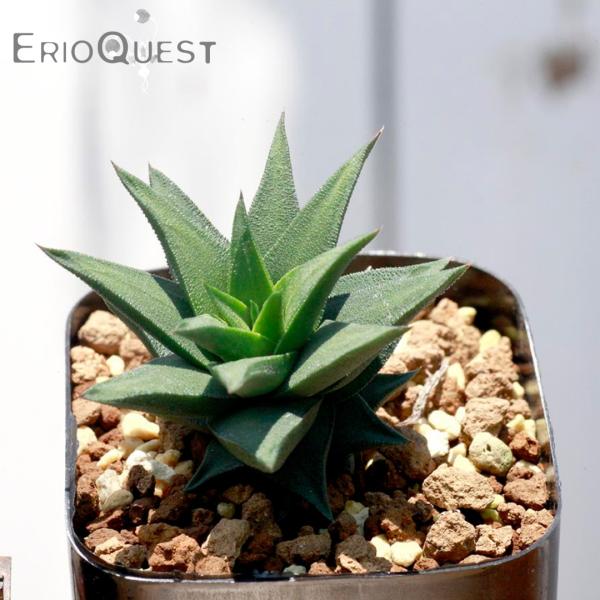 多肉植物 ハオルチア トルツオサ 五重塔 種類 Haworthia tortuosa /【Buyee】 Buyee - Japanese Proxy  Service | Buy from Japan!