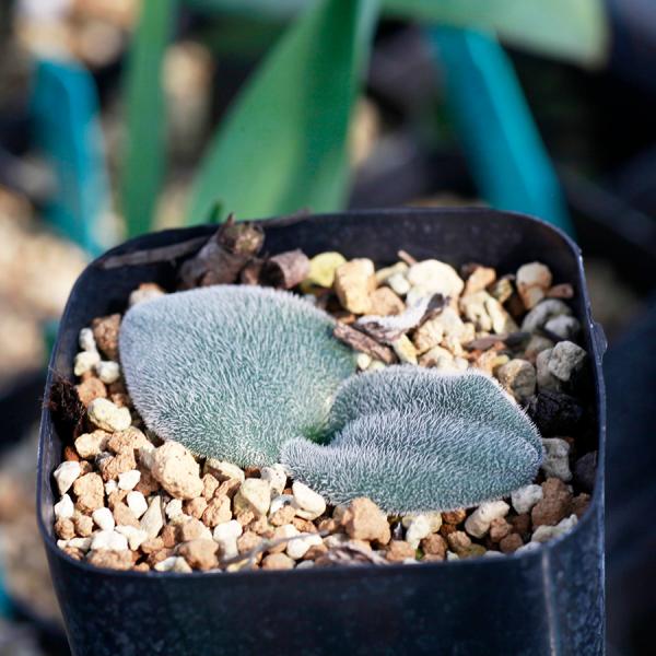 ドリミア プラティフィラ 毛羽玉 Drimia platyphylla Near