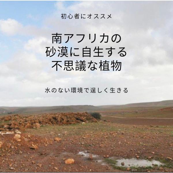 ドリミア プラティフィラ 毛羽玉 Drimia platyphylla Near monatgue EQ395 /【Buyee】