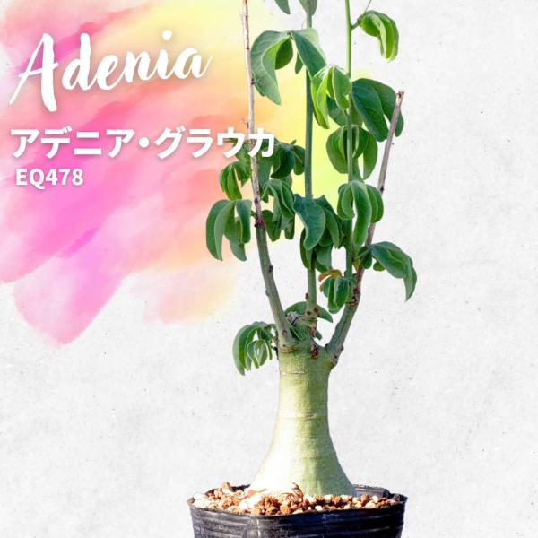 コーデックス 塊根植物 アデニア グラウカ Adenia glauca EQ478