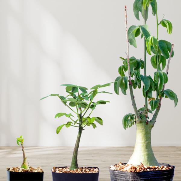 コーデックス 塊根植物 アデニア グラウカ Adenia glauca EQ478