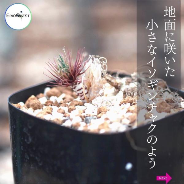 ゲチリス ベルティシラータ Gethyllis verticillata EQ554 /【Buyee