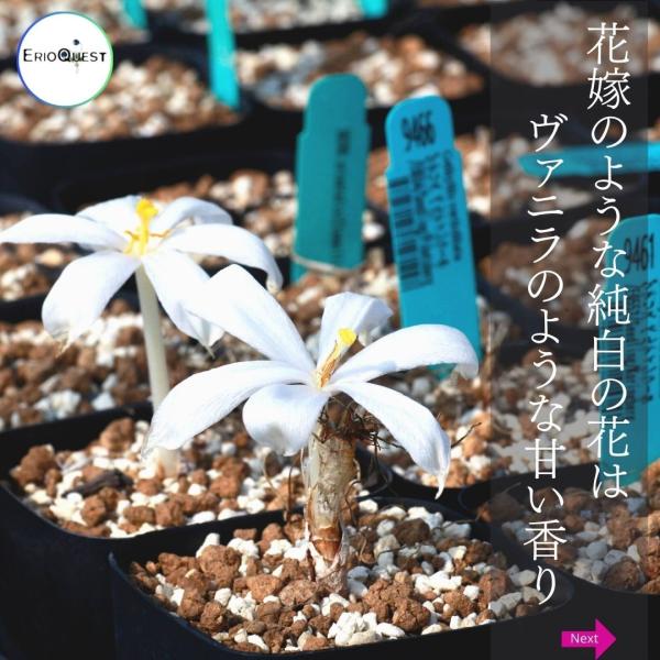 ゲチリス ベルティシラータ Gethyllis verticillata EQ554 /【Buyee