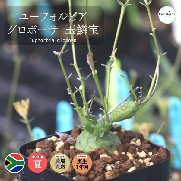 ユーフォルビア グロボーサ 玉鱗宝 Euphorbia globosa 通販 実生 2.5号