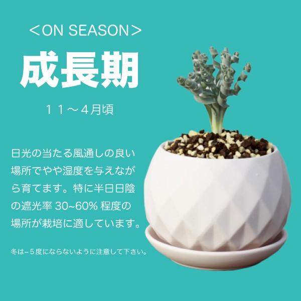 アルブカ ブルースベイエリ Albuca bruce-bayeri 播種 アルブカ ブルースベイエリ Albuca bruce-bayeri 播種