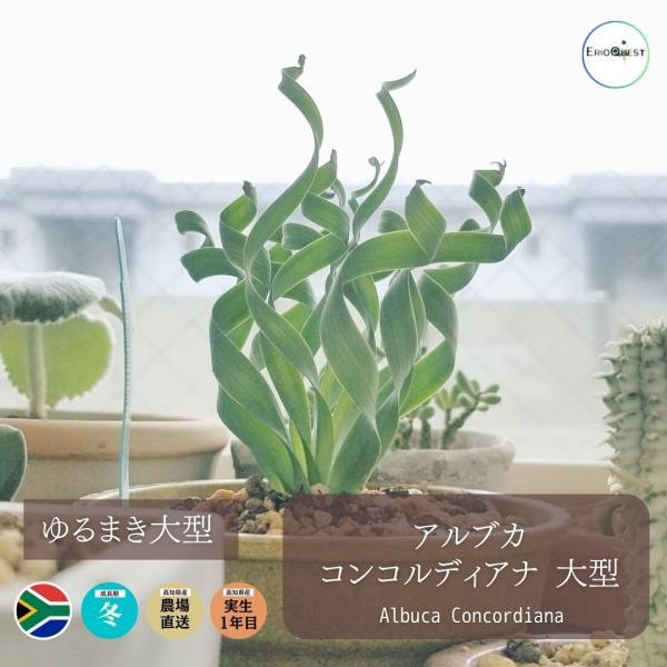 アルブカ コンコルディアナ 大型 Albuca Concordiana 通販 実生 2.5号 ケープバルブ 南ア 球根 エリオクエスト  /【Buyee】 Buyee - Japanese Proxy Service | Buy from Japan!