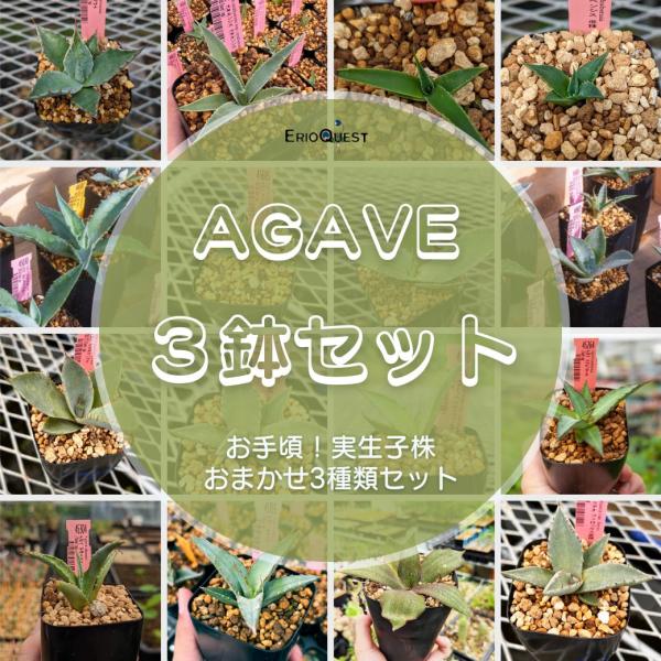 多肉植物 アガベ3鉢セットA /【Buyee】 Buyee - Japanese Proxy