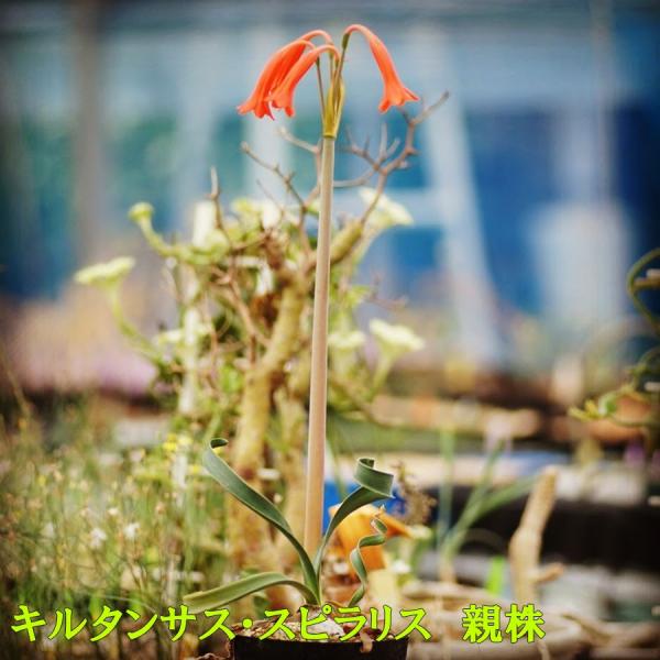 キルタンサス 2 鉢 セット スピラリス spiralis ヘリクタス helictus