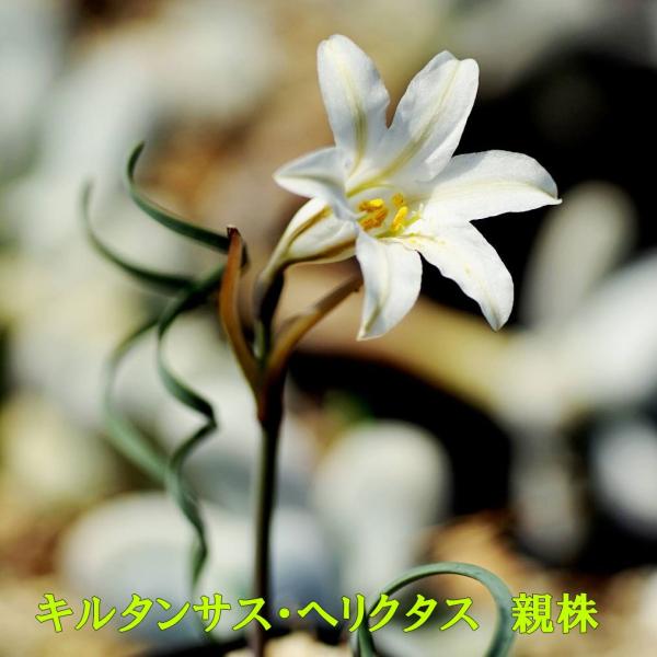 キルタンサス 2 鉢 セット スピラリス spiralis ヘリクタス helictus