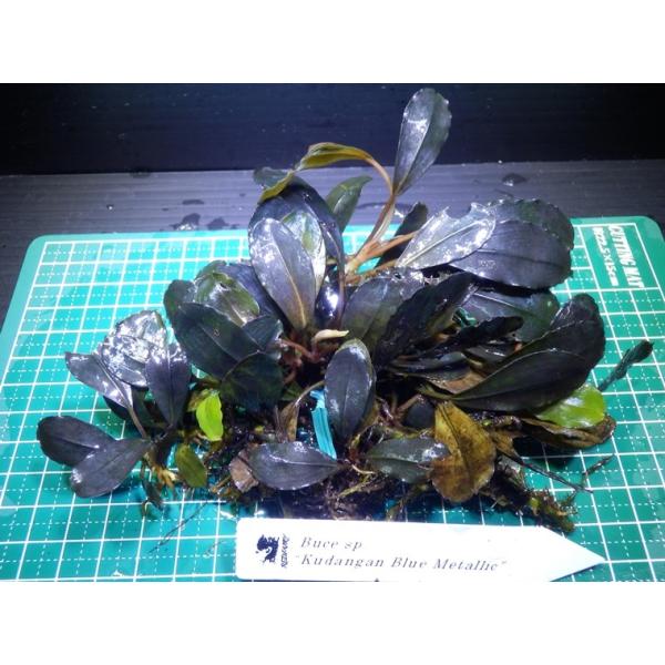 ブセファランドラ Bucephalandra sp. Kedagang Blue Metallic