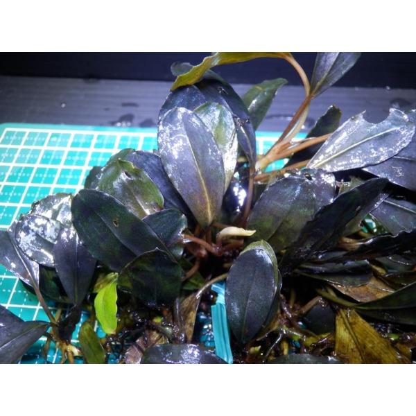 ブセファランドラ Bucephalandra sp. Kedagang Blue Metallic /【Buyee