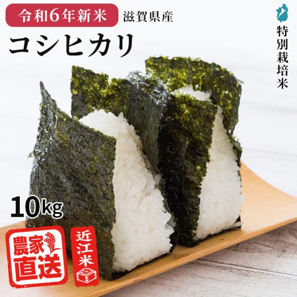 コシヒカリ白米10kg 2025年産米令和7年お米農家直送近江米滋賀県産特別