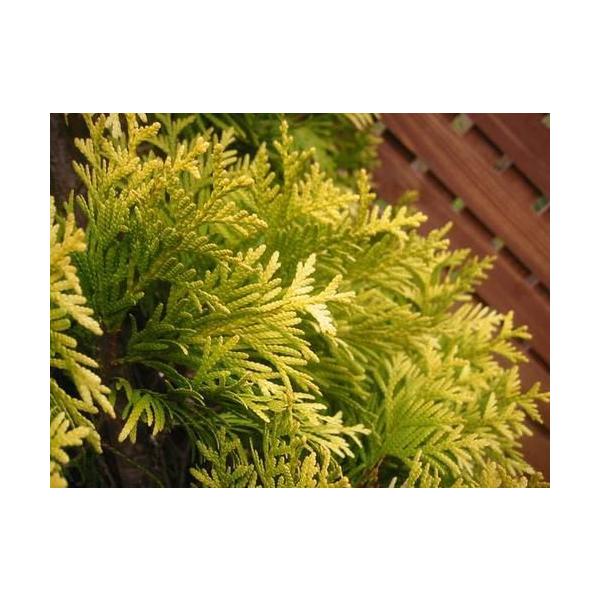 コニファー ヨーロッパゴールド80cm(コニファー,庭木,植木,常緑樹