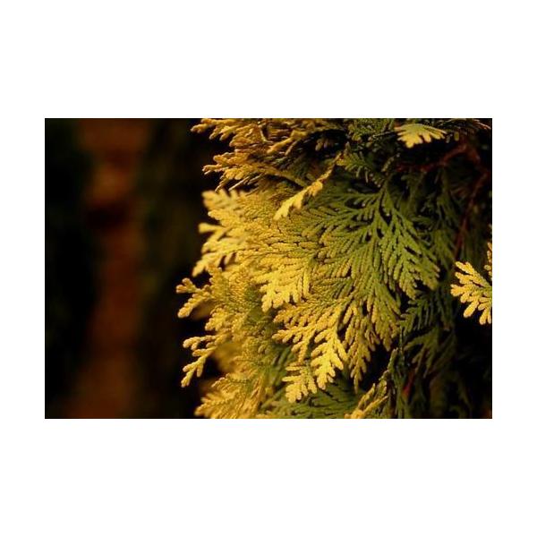 コニファー ヨーロッパゴールド80cm(コニファー,庭木,植木,常緑樹