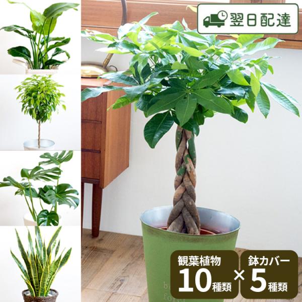 その他観葉植物 jasmine 観葉植物 7号鉢 種類 選べる 鉢カバー付き 育て方のしおり