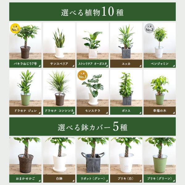 観葉植物 7号鉢 種類 選べる 鉢カバー付き 育て方のしおり パキラ