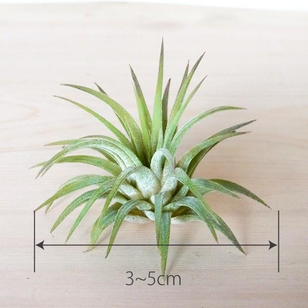 エアプランツ イオナンタ・イオナンタ（Sサイズ）/ 観葉植物