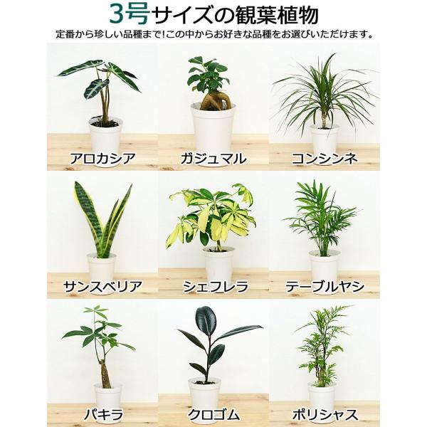 選べる観葉植物2鉢セット 6号3号 鉢カバー付き(6号のみ 選べる観葉植物2鉢セット 6号3号 鉢カバー付き(6号のみ