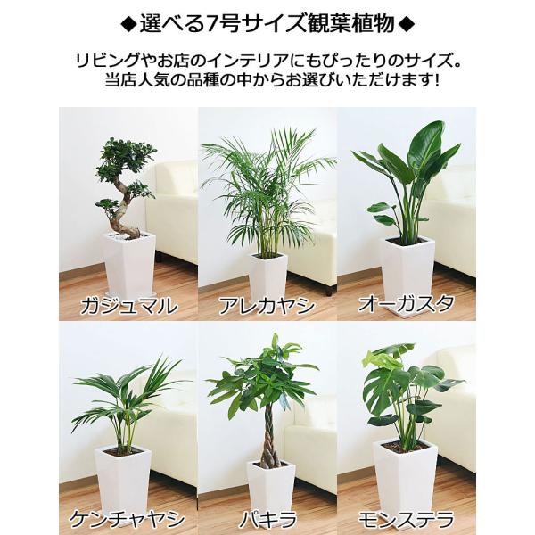 観葉植物 7号4号 2鉢セット 陶器鉢植え 選べる品種 おしゃれ お祝い