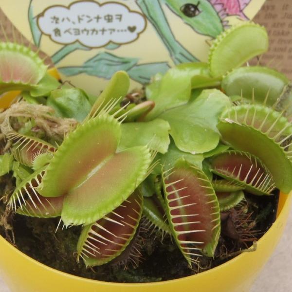 特大食虫植物 品種おまかせハエとり草（ハエトリソウ 3.5号