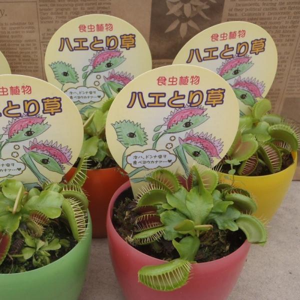 特大食虫植物 品種おまかせハエとり草（ハエトリソウ 3.5号