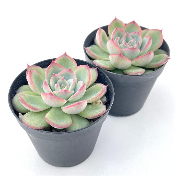多肉植物 skエケベリア シルエット 多肉植物 エケベリア 7.5cmポット
