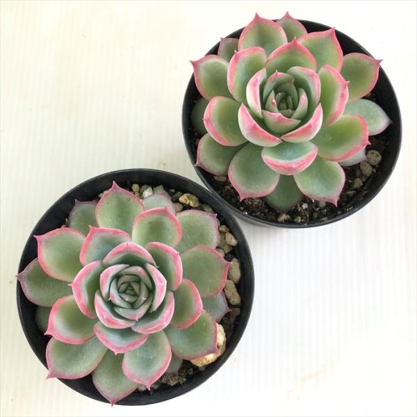 多肉植物 シルエット 双頭 【公式通販】