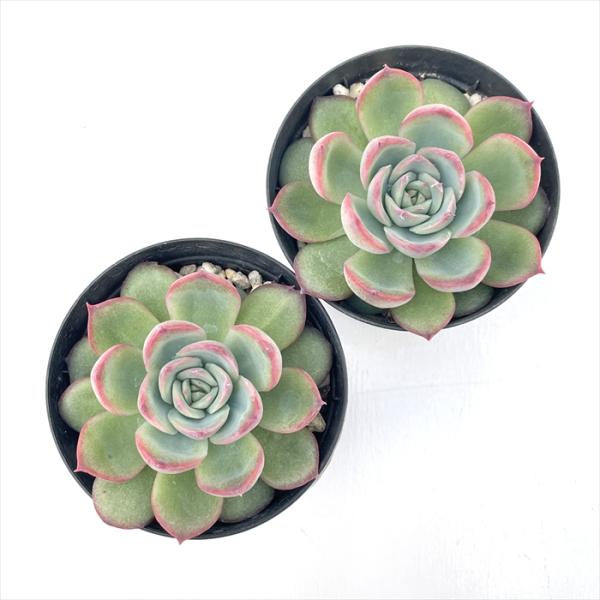 多肉植物 多肉植物 skエケベリア シルエット 多肉植物 エケベリア 7.5cmポット