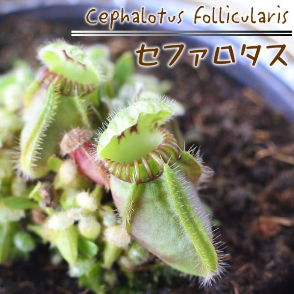 不思議な食虫植物 セファロタス 食虫植物 フクロユキノシタ 3.5号鉢 dsy /【Buyee】