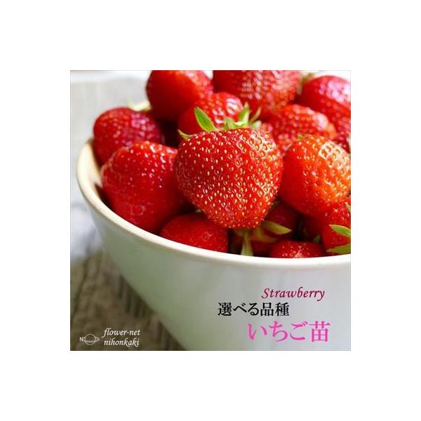 いちごさん専用 ドクターキンコンスーパー イチゴ用 5kg : 農業資材専門店 農援