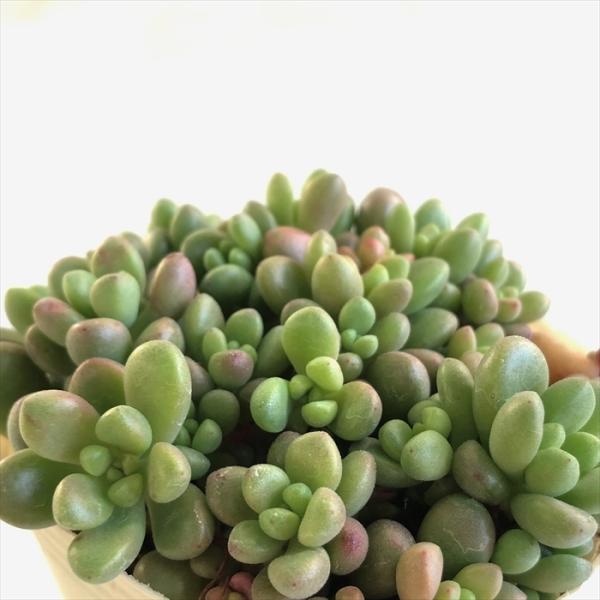 多肉植物 sbセダム ばらまきジェットバース 7.5cmポット 大型玉 多肉植物 sbセダム ばらまきジェットバース 7.5cmポット 大型玉