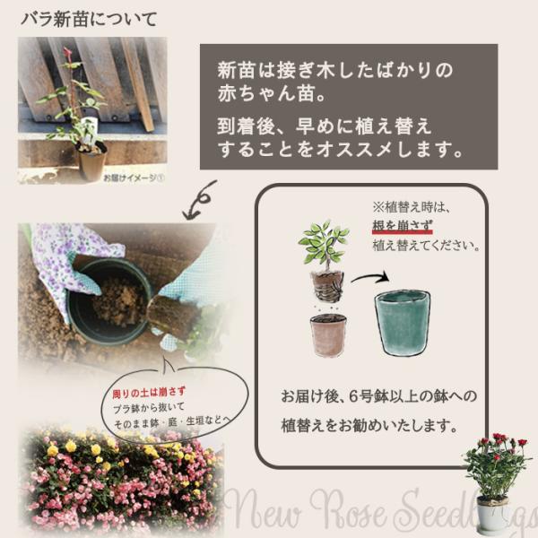 まもなく締め切り】予約販売 バラ 苗 バラ 新苗 中輪 ハニー