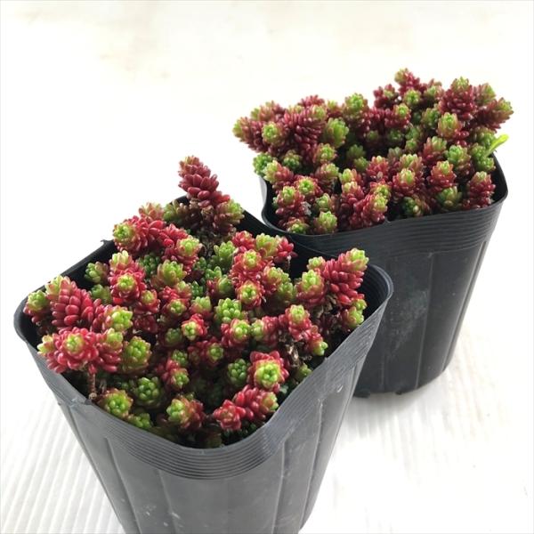 多肉植物 seセダム モリムラマンネングサ 7.5cmポット 多肉植物 セダム 森村万年草 /【Buyee】