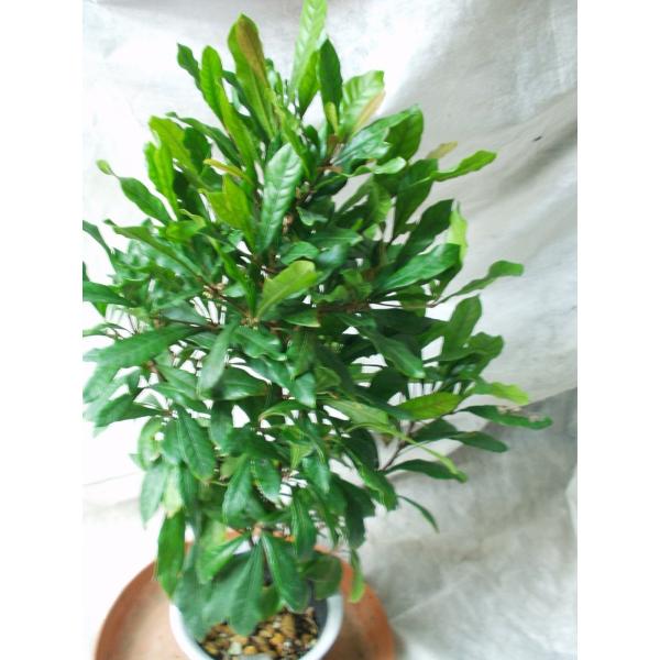 ミラクルフルーツ花芽付き果樹苗木4号鉢/【Buyee】