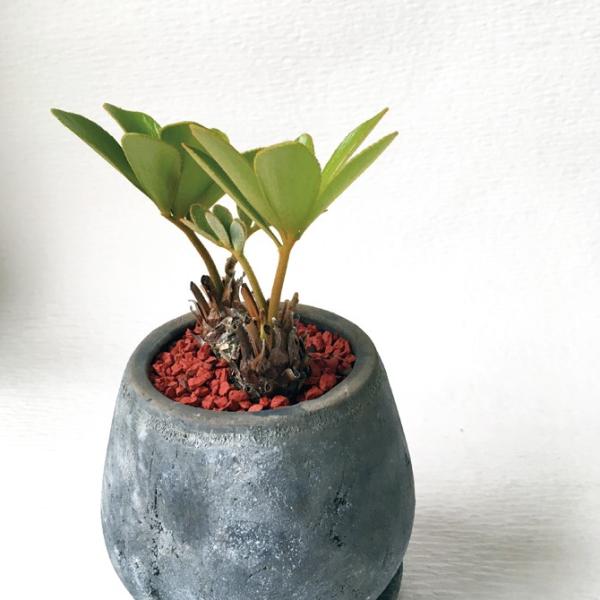 観葉植物・ザミアプミラ・メキシコソテツ Zamia pumila /【Buyee】