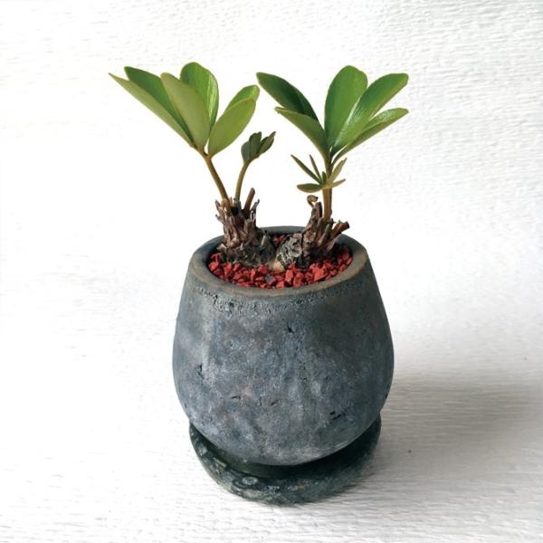 観葉植物・ザミアプミラ・メキシコソテツ Zamia pumila /【Buyee】