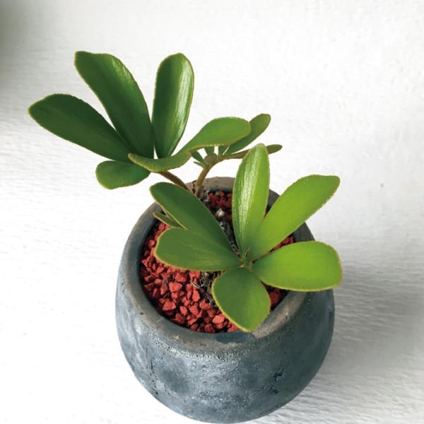 観葉植物・ザミアプミラ・メキシコソテツ Zamia pumila /【Buyee】