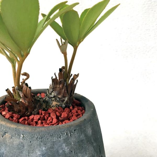 観葉植物・ザミアプミラ・メキシコソテツ Zamia pumila /【Buyee】