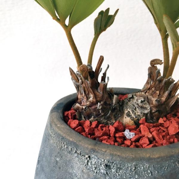 ［現品］【希少】ウスバザミア　8号　メキシコソテツ　蘇轍　観葉植物　室内　レア 現品］【希少】ウスバザミア 8号 メキシコソテツ 蘇轍 観葉植物 室内
