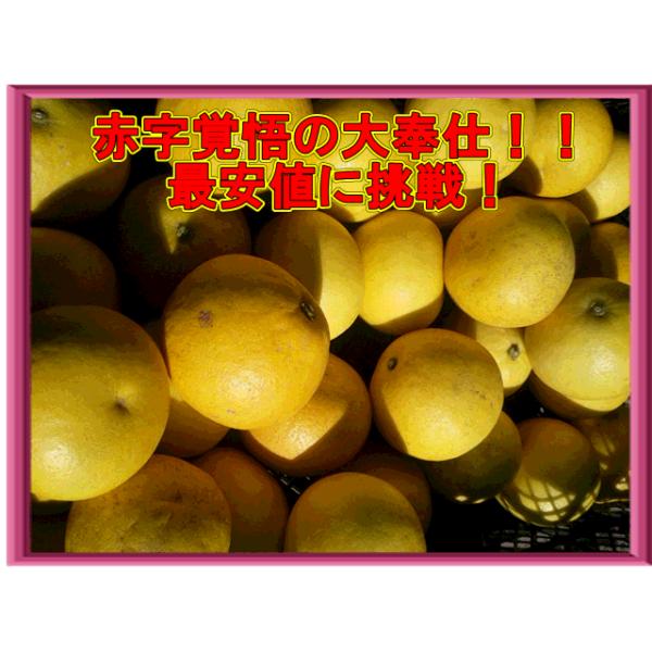 パール柑 秀品 約8キロ 文旦 土佐文旦の仲間 大橘 ブンタン 熊本産