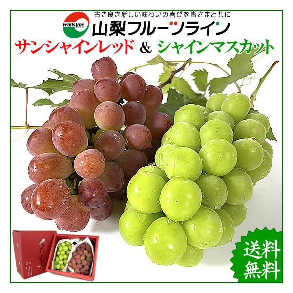 山梨県産 特産品 ぶどう 詰め合わせ おまかせ3種類セット 1.5Kg