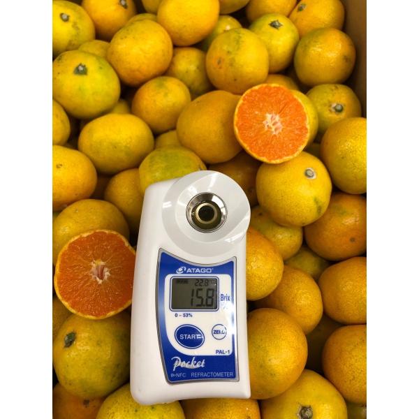 みかん ゆら早生 有田8果樹園 樹熟 紀州路の香り 和歌山産 小 3S