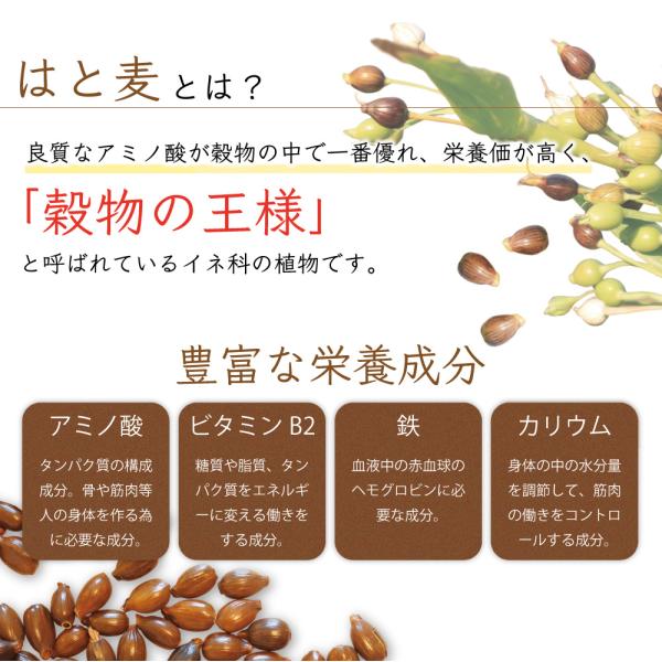 ハトムギ茶 国産 2.5g×100包 250g ティーバッグ はと麦茶 はとむぎ茶