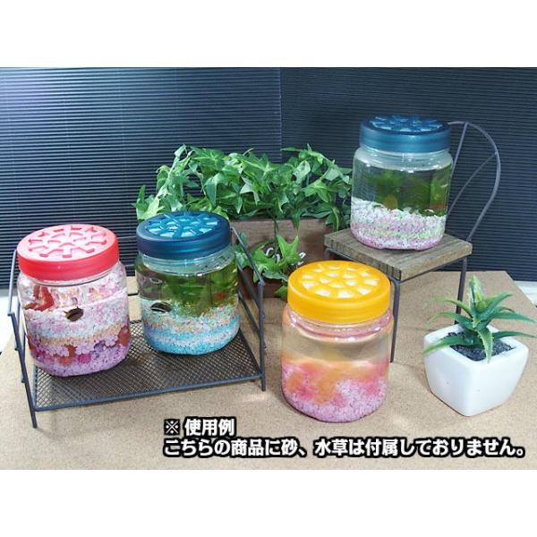 商品追加)水槽台、水槽2つ、レッドチェリーシュリンプ、アベニー