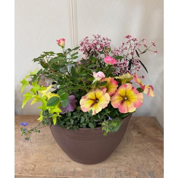 寄せ植え よせうえ 春の寄植え 春の花 春 の 寄せ植え ギフト 送料込
