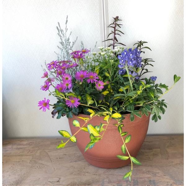 生まれのブランドで 寄せ植え よせうえ 春の寄植え 春の花 冬〜春の寄せ植え ギフト その他