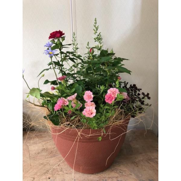 寄せ植え よせうえ 春の寄植え 春の花 冬〜春の寄せ植え ギフト