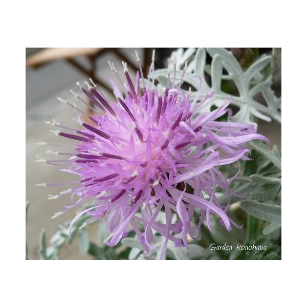 カラテア・ギムノカルパ カラテア・ギムノカルパ カラテア・ギムノカルパ